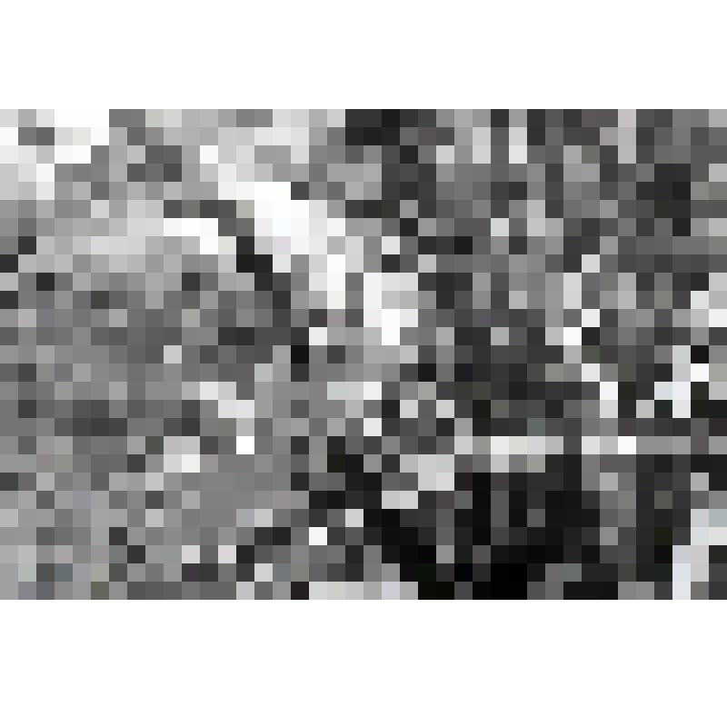 негатив. Лапина крылоплодная