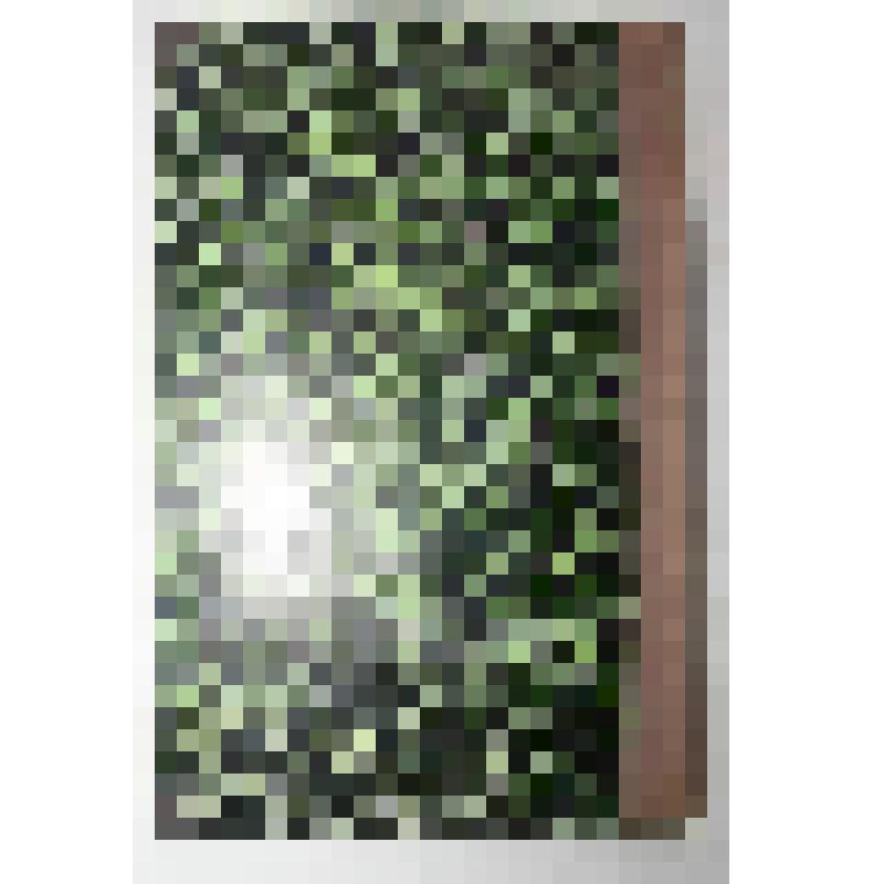 Книга. Восьмой годовой отчет состоящего под августейшим покровительством ее императорского высочества государыни цесаревны общества подания помощи при кораблекрушениях 1879 год.  Типография Второго Отделения Собственной Е.И.В. Канцелярии