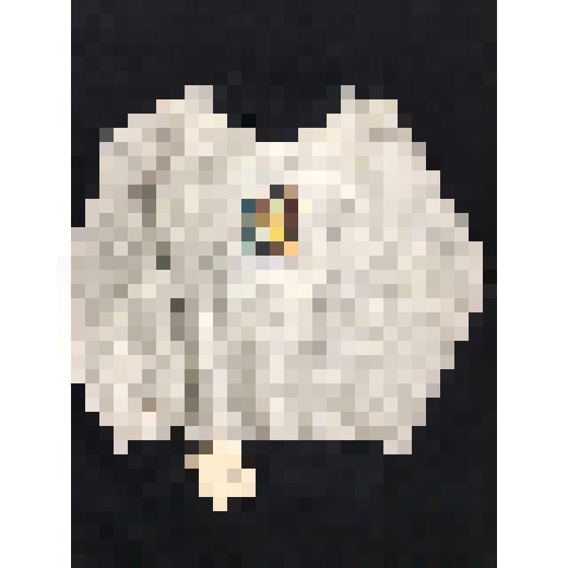 Джемпер детский. Белого цвета, с черными резинками по вороту и манжетам; на груди изображен котенок
