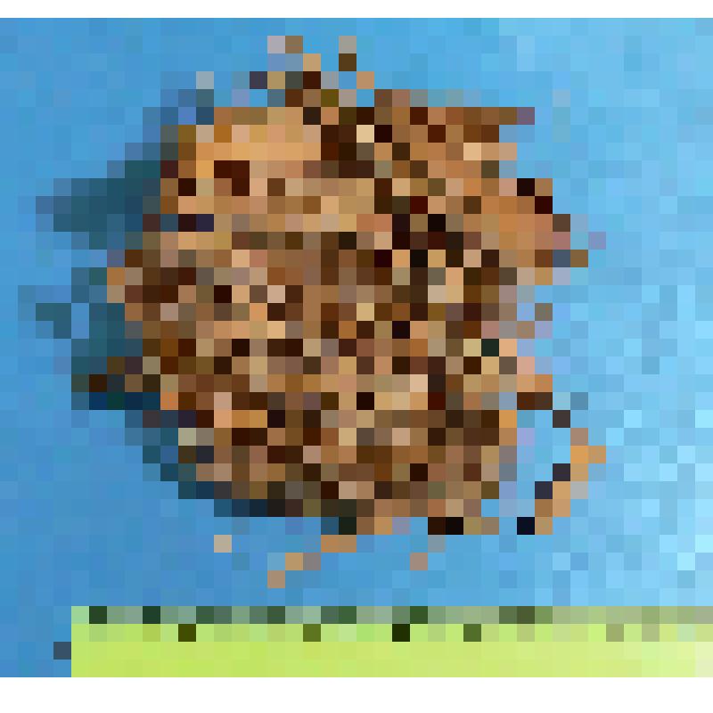 Кладка кваквы из 5 яиц с частью материала гнезда. Nycticorax nycticorax (L.)