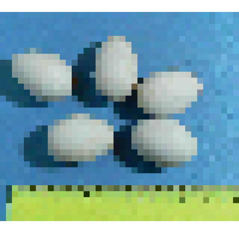 Кладка кваквы из 5 яиц с частью материала гнезда. Nycticorax nycticorax (L.)