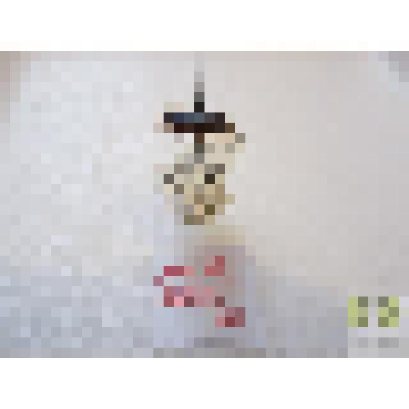 Офон пунктированный (Ophonus punctatulus Pk.)