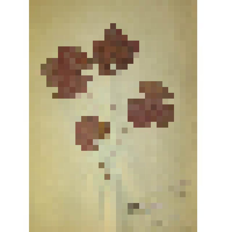 Виноград Лабруска Vitis labrusca