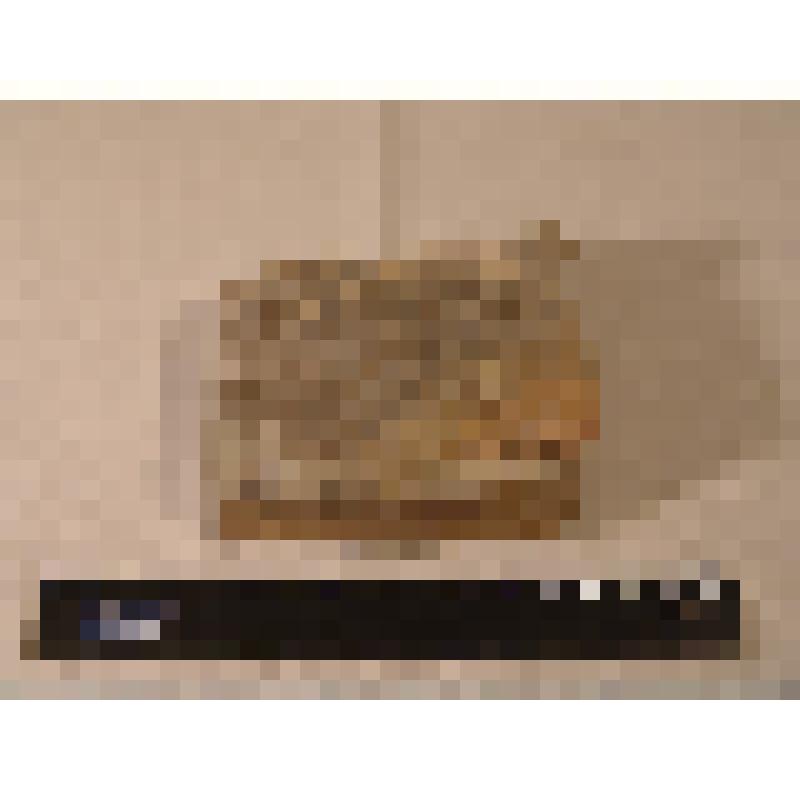 Палеонтологический образец. Cyclomedusa davidi Sp