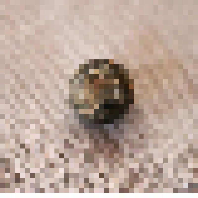 Пуля с Бородинского поля