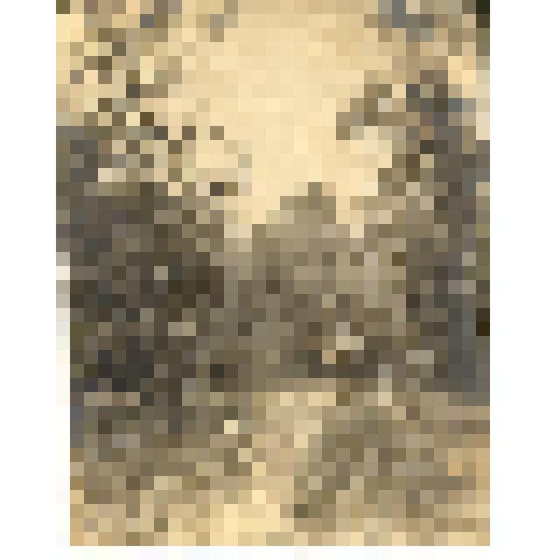 Фото. Лес в окрестностях селения Сенницы. До 1917 года. Наклеено на картон