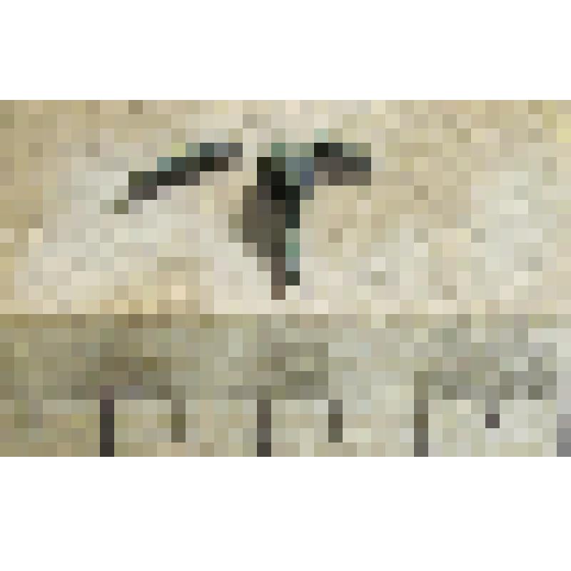 Остатки разрушившейся сульгамы