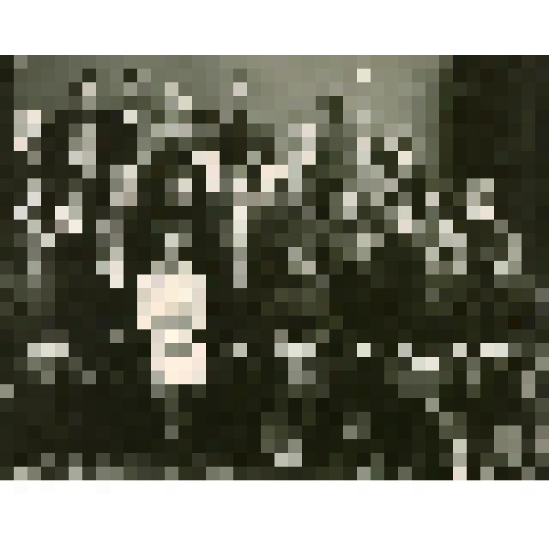 Фотография. Аппарат Пермского обкома ВЛКСМ