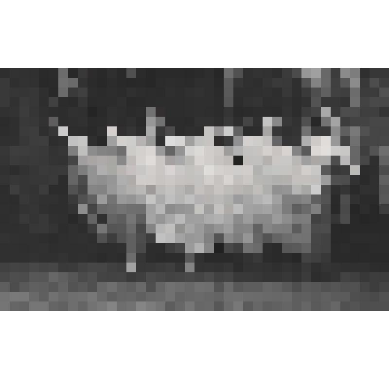 Фотография черно-белая. В.Климова, В.Соловьева, Л.Путинова, М.Арчуадзе в хореографической миниатюре "Па-де-катр" на муз. В.Беллини. Спектакль: «Цикл "Классицизм - Романтизм"».  Постановщик: Якобсон Леонид Вениаминович.  Премьера: 1971. Ансамбль "Хореограф