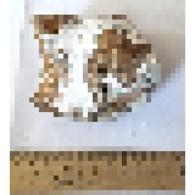 Правая трехгранная кость cuneiforme (ulnare) dex кавказского эласмотерия Elasmotherium caucasicum