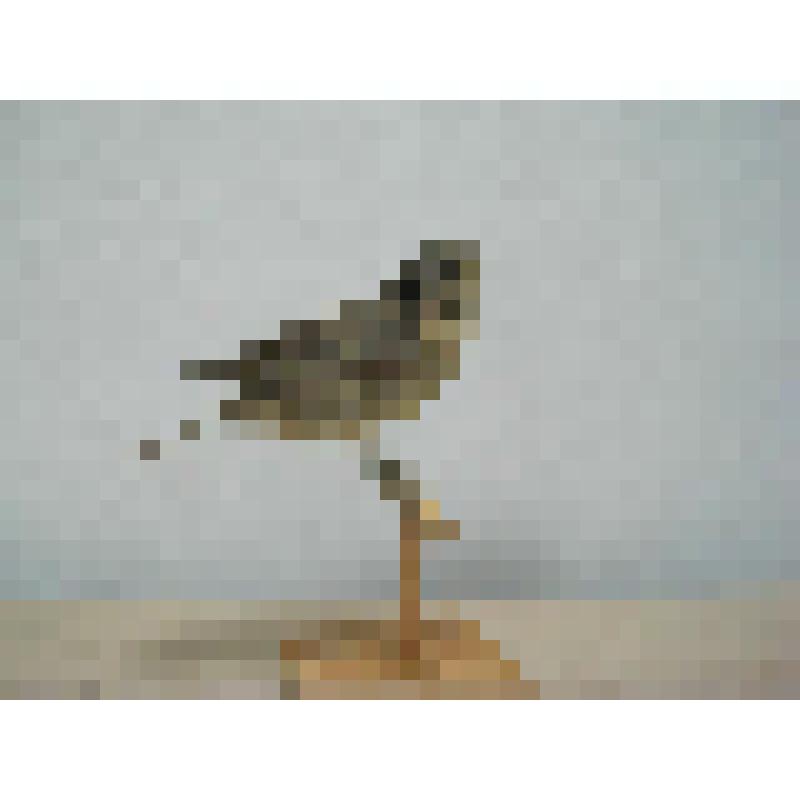 Чучело. Славка садовая. Sylvia borin Bodd., 1783