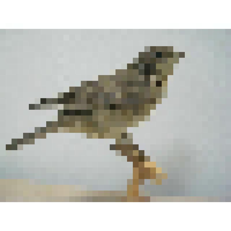 Чучело. Славка садовая. Sylvia borin Bodd., 1783