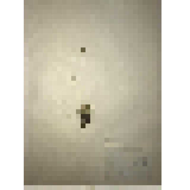 Гербарный материал Тофильдия маленькая