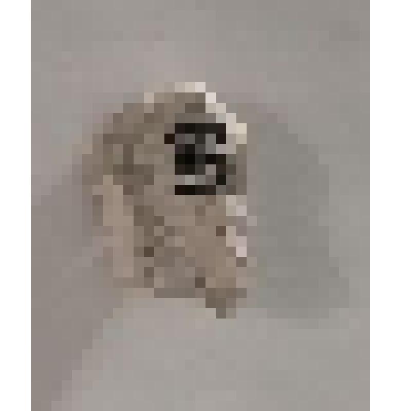 Окаменелость "Мшанки"