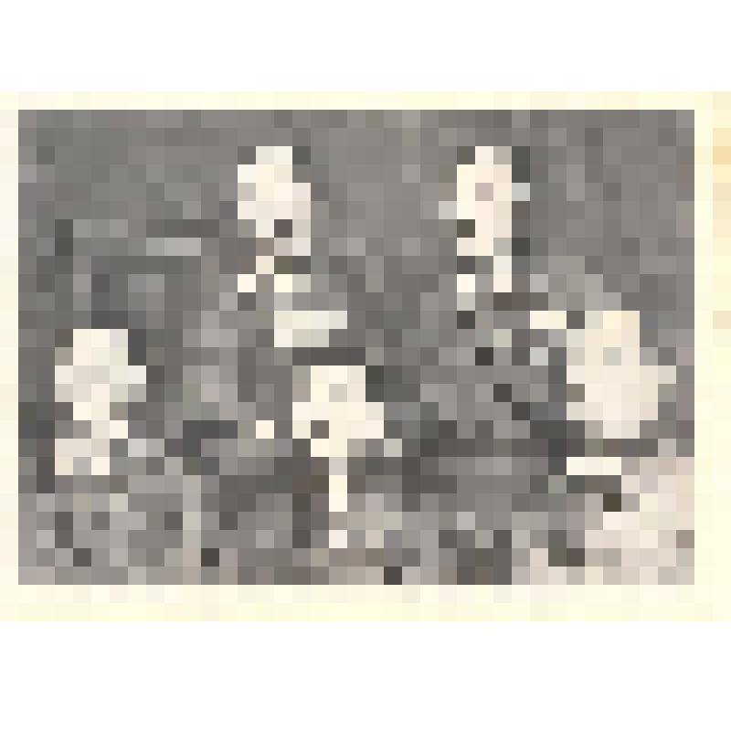 Открытка С. М. Буденный с маршалами: М.Н.Тухачевским, К.Е.Ворошиловым, А.И.Егоровым и В.К.Блюхером. 1935 год