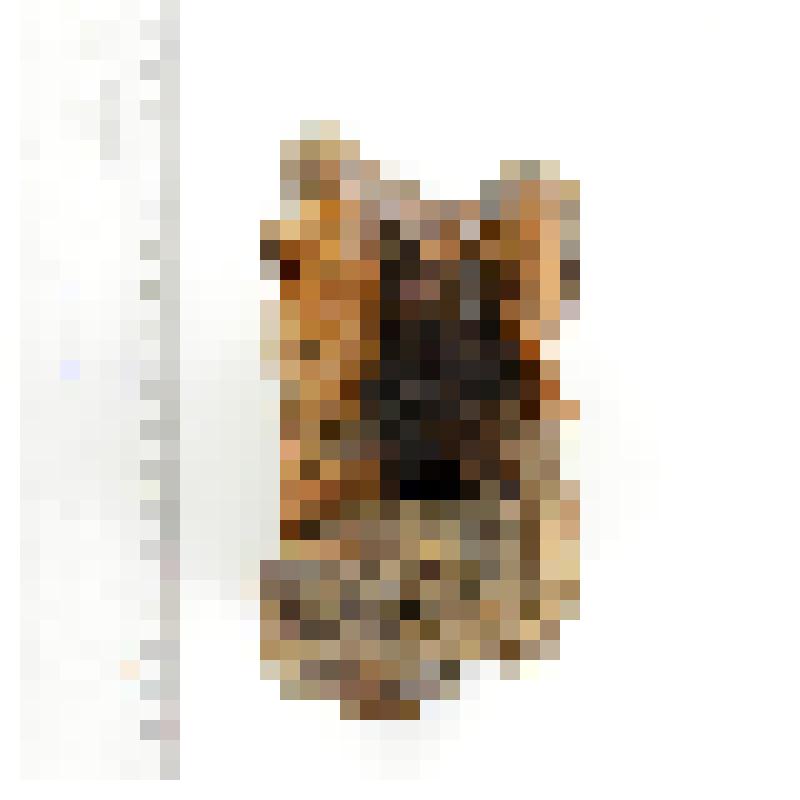 Кость скелета. Блок костей стопы Bison priscus (из 2-х костей)