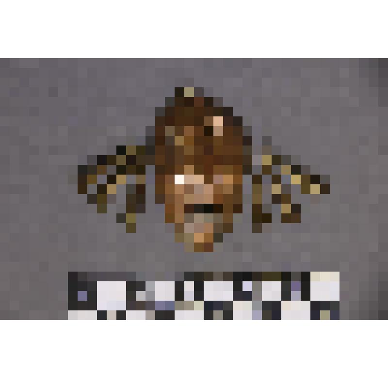 коллекция В.Ф. Лагодича. Талисман на металлической пластине в виде лица человека. С прорезанными глазами, ноздрями и ртом. Украшен серьгами с 3 пронизками на каждой. Кольцо для крепления чуть левее от центра лба