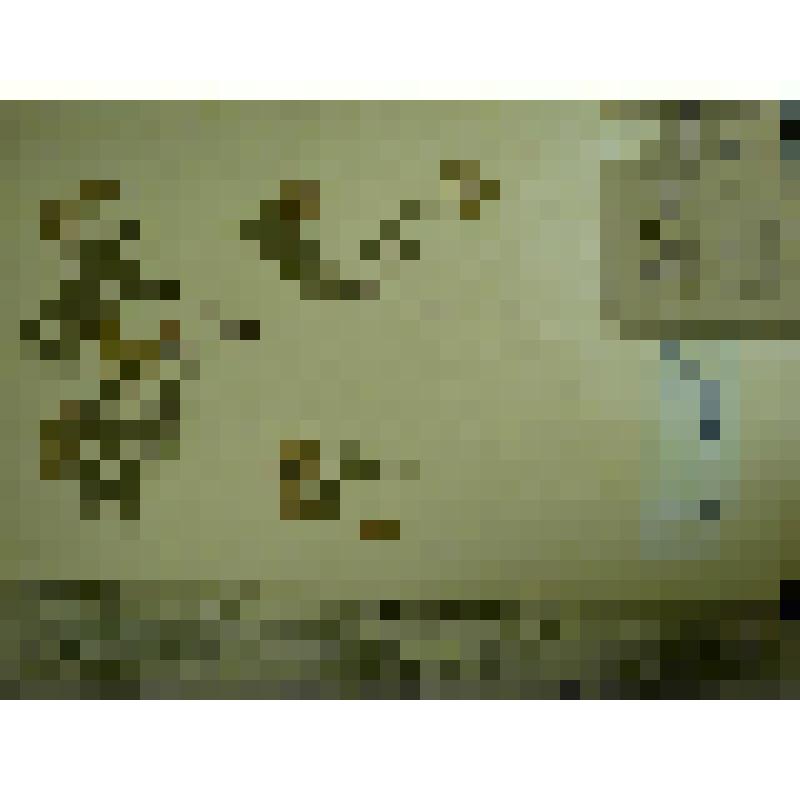 Гербарий. Спирея средняя, гербария М.И.Губельмана