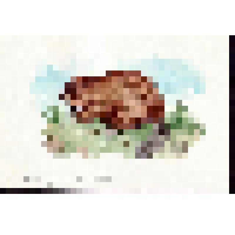 Канадский  бобр