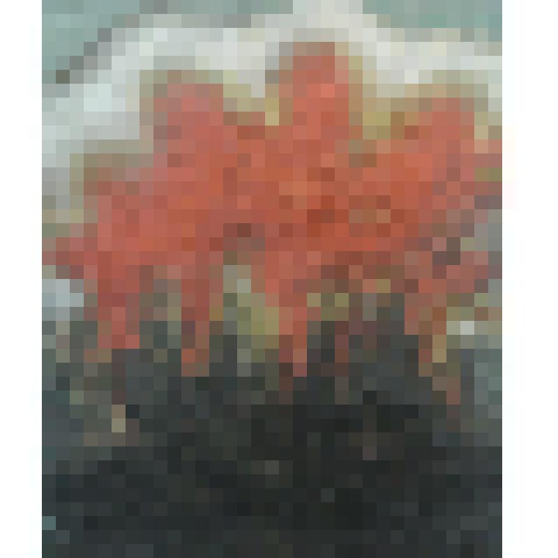 «Бабье лето»