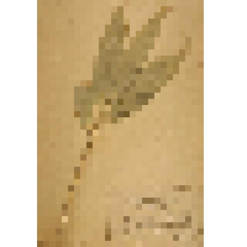 Гербарий. Курильский бамбук. Sasa kurilensis