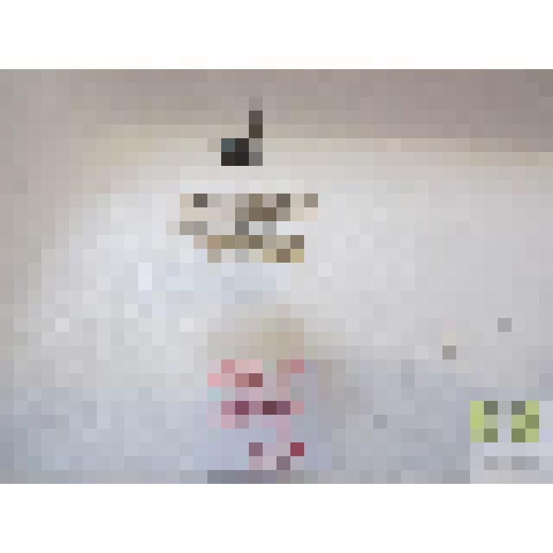 Саприн уплощенный (Saprinus planiusculus Nolsch.)