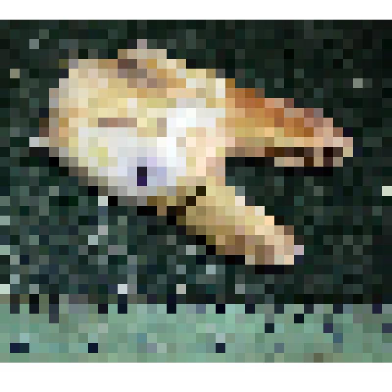 Нижний четвертый постоянный левый премоляр p4 sin зубра Bison priscus