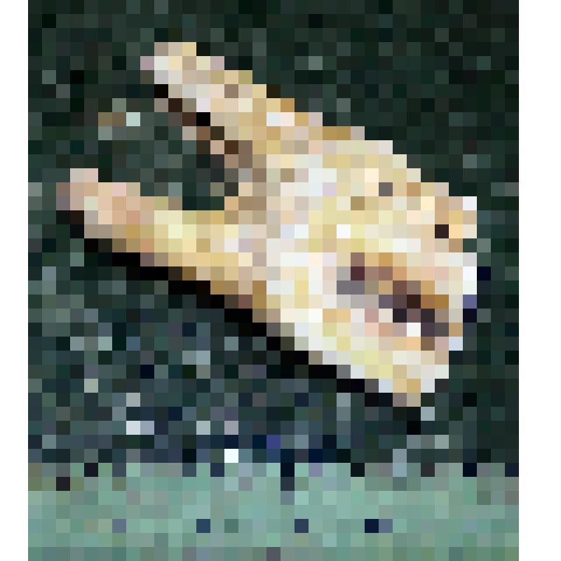 Нижний четвертый постоянный левый премоляр p4 sin зубра Bison priscus