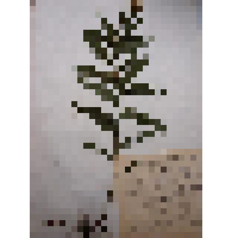 Девясил иволистный