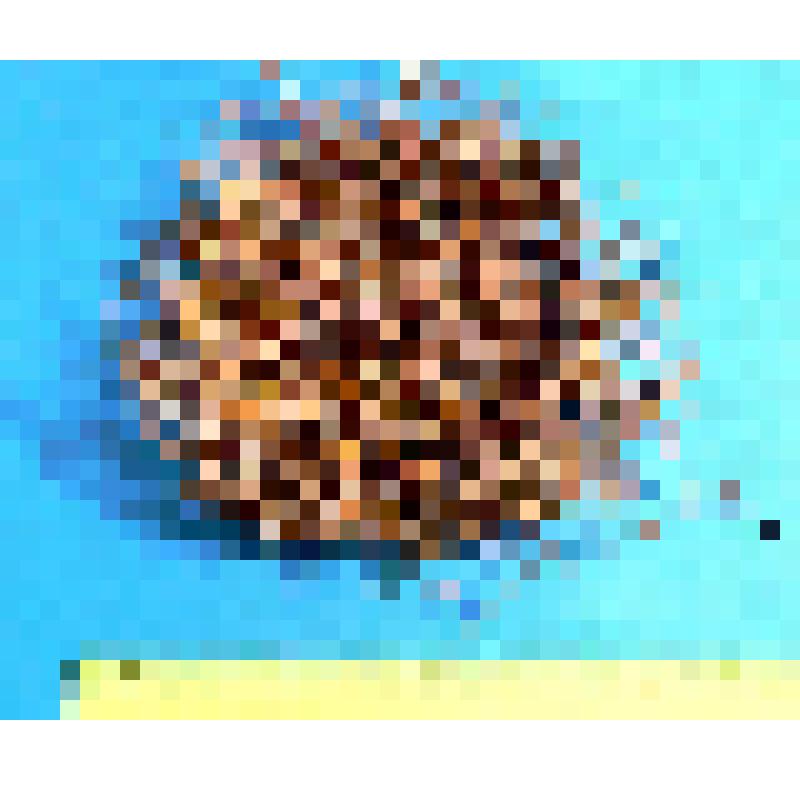 Кладка сороки из 8 яиц с частью материала гнезда. Pica pica (L.)