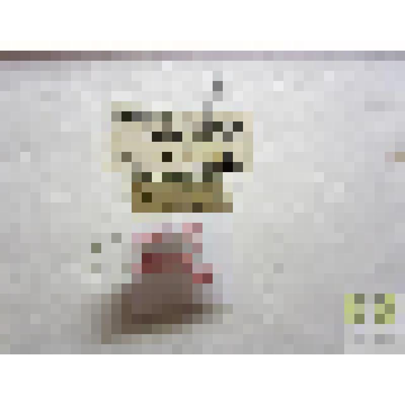 Синтом обрубленный (Syntomus Truncatellus L.)