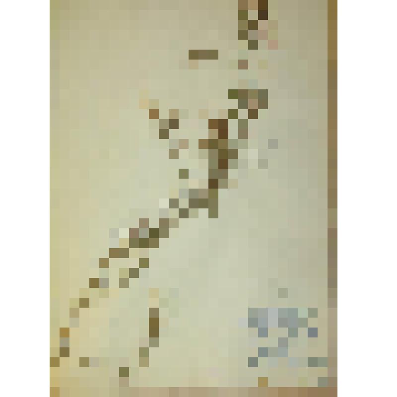 Донник белый Melilotus albus Desr