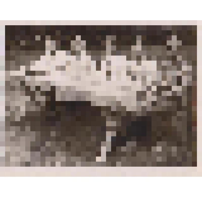 Фото черно-белое групповое.
Судейская коллегия соревнования собаководов