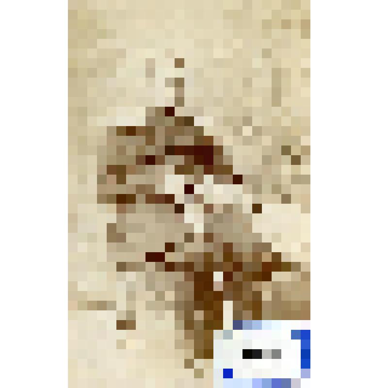 Фотография черно-белая. Бачманов Андрей Васильевич