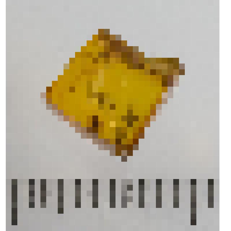 Образец балтийского янтаря (сукцинита) с биологическим включением. a Arthropoda, Chelicerata, Arachnida, Pseudoscorpionida x 3 ex, b Arthropoda, Chelicerata, Arachnida, Araneae c.Arthropoda, Chelicerata, Arachnida, Acari