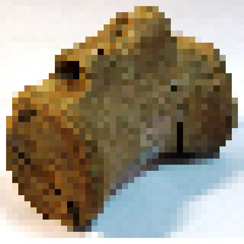 Хвостовой позвонок завропода (Mamenchisauridae indet)