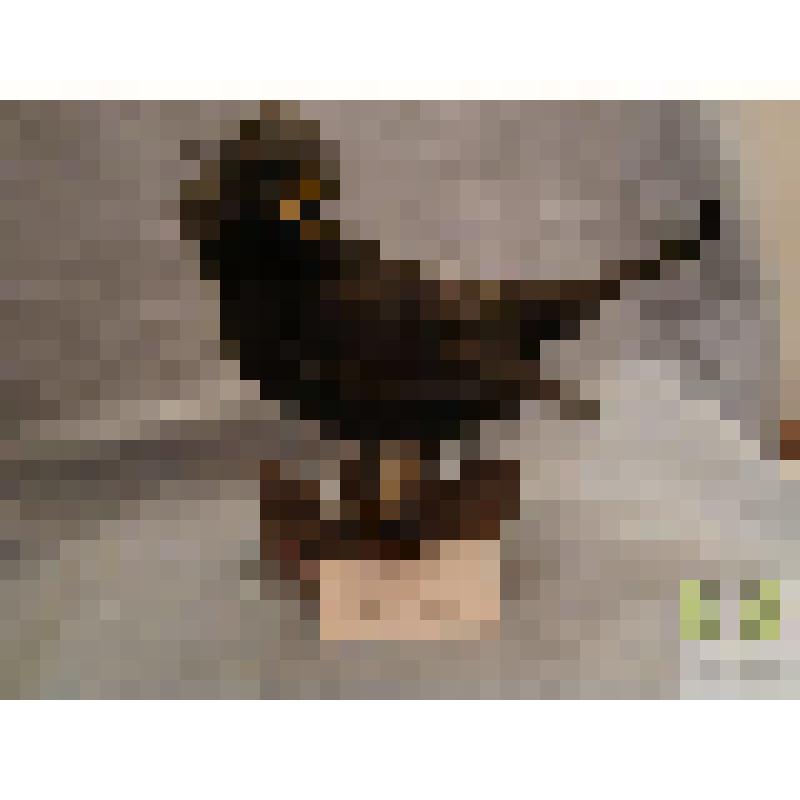 Дрозд черный (Merula- merula)