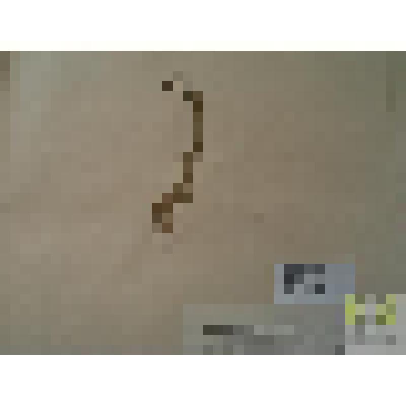 Истод обыкновенный (Polygala vulgaris L.)