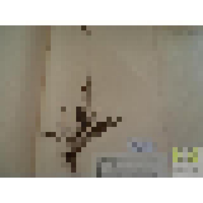 Подорожник ланцетолистный (Plantago lanceolata L.)