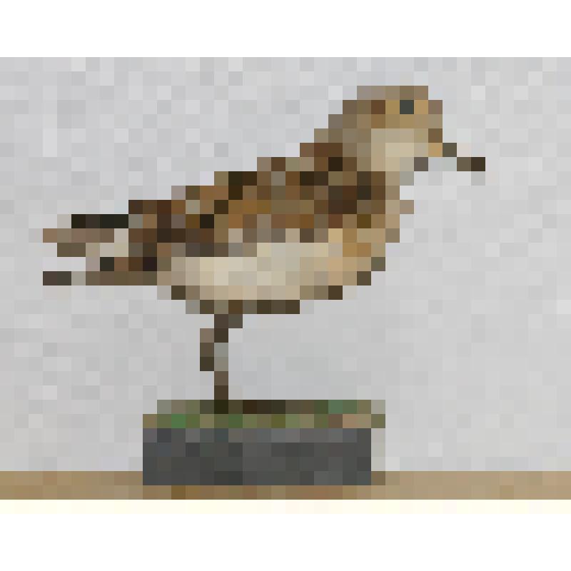 Кулик-воробей. Чучело