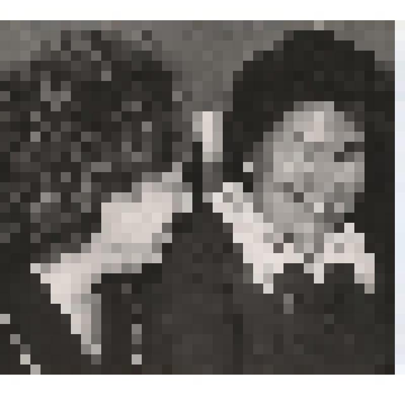 Фотография. Гребенщикова Анна Васильевна и Соломенко Екатерина Павловна