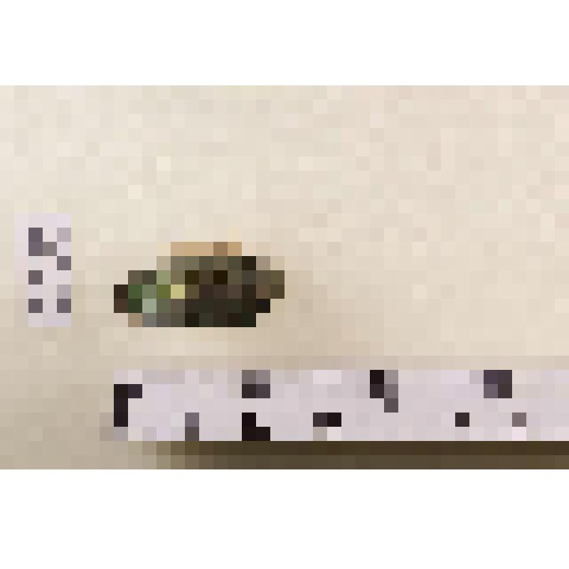 Сухое насекомое. Златка. Julodis armeniaca Marseul, 1865. Классификация: Членистоногие Arthropoda, Насекомые Insecta, Жуки Coleoptera, Златки Buprestidae