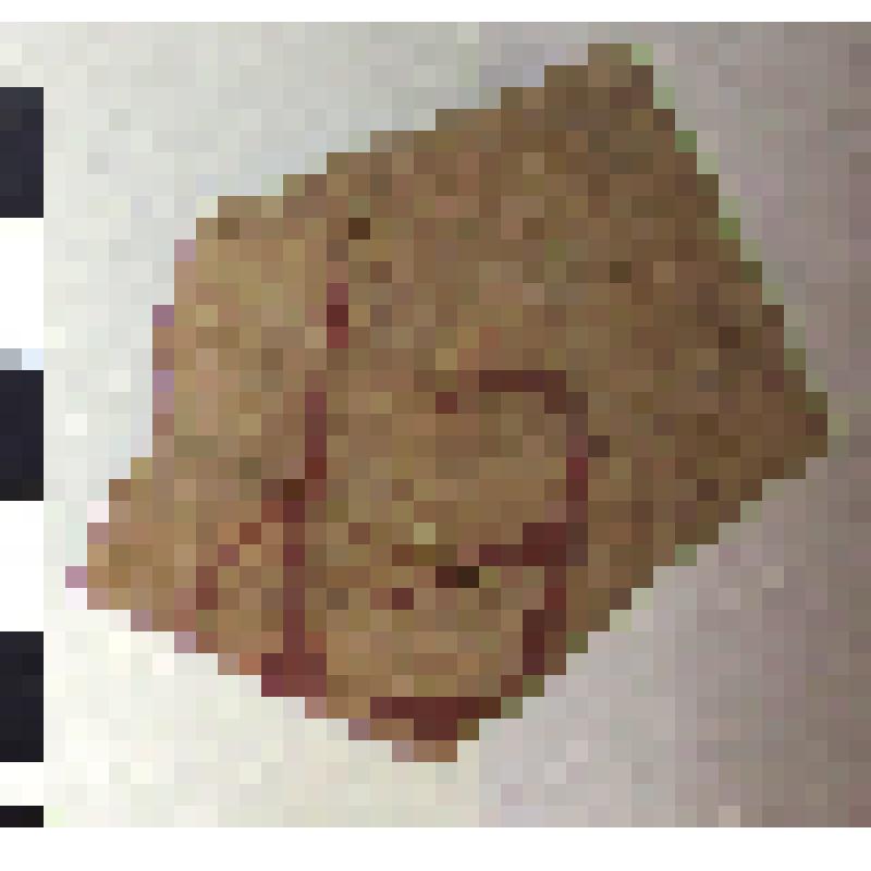 Фрагмент плеча амфоры типа D с дипинто