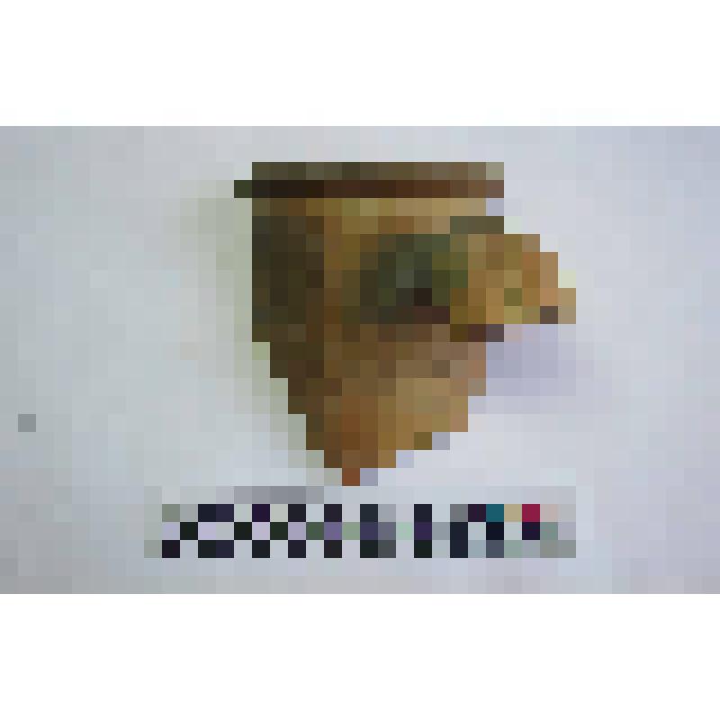 Горло амфоры Зеест 77