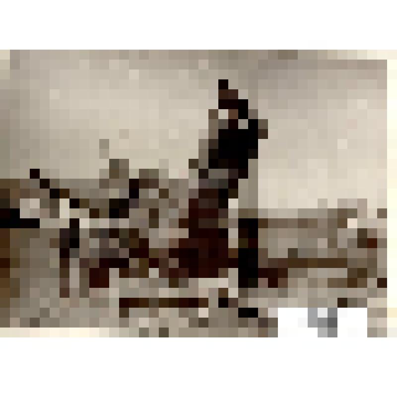 Фотография чёрно-белая, групповая. Ремонт комбайнов на уборке урожая