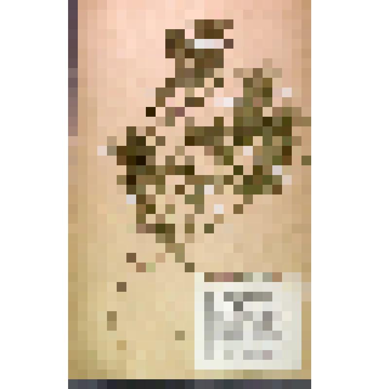 Лист гербарный. Ластовень сибирский (Vincetoxicum sibiricum)