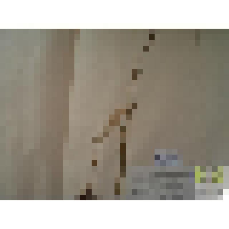 Синюха голубая (Polemonium coeruleum L.)