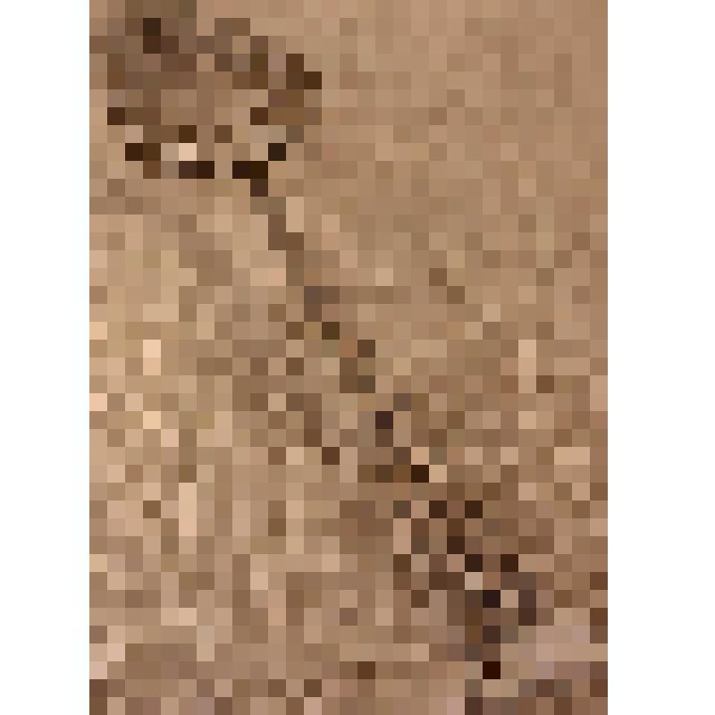 Сбивалка ручная (лопатка), из коллекции бытовых вещей семьи Бугаенко Павла Андреевича, профессора филологического факультета Саратовского государственного университета