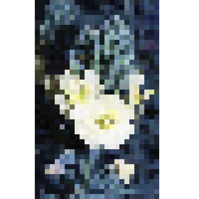 негатив. Ослинник обыкновенный