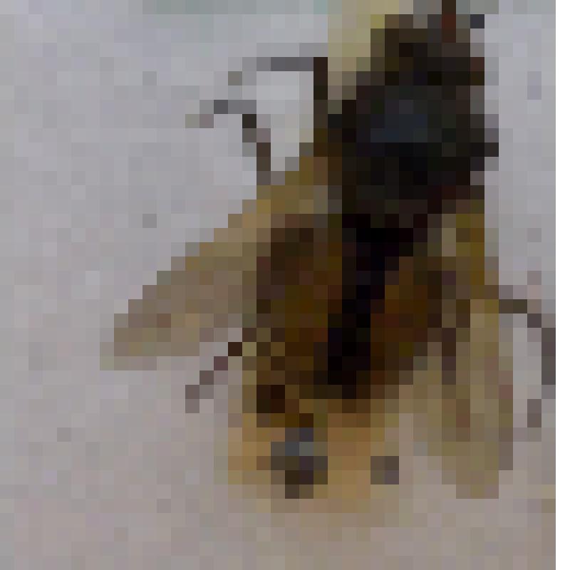 Класс: Насекомые (Insecta), Отряд: Двукрылые (Diptera Linnaeus,1758),  Семейство: Тахины (Tachinidae Robineau-Desvoidy, 1830),  Род: Tachina, Meigen, 1803) "Ежемуха свирепая (Tachina fera, Linnaeus, 1761)"